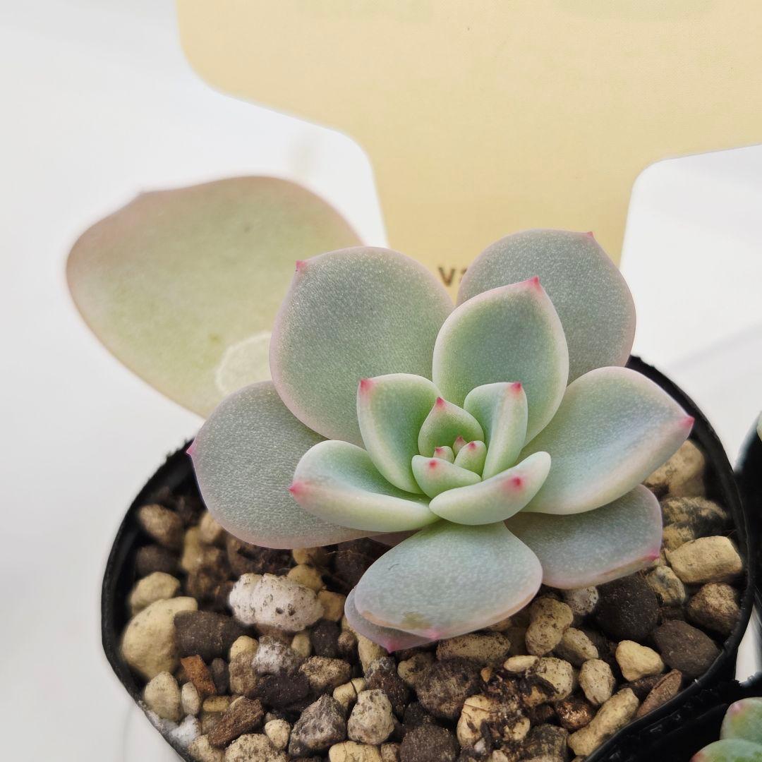 ♡flower♡様➂萌牡丹❣️つらら❣️マカロニ❣️発根済! ネコポス送料込