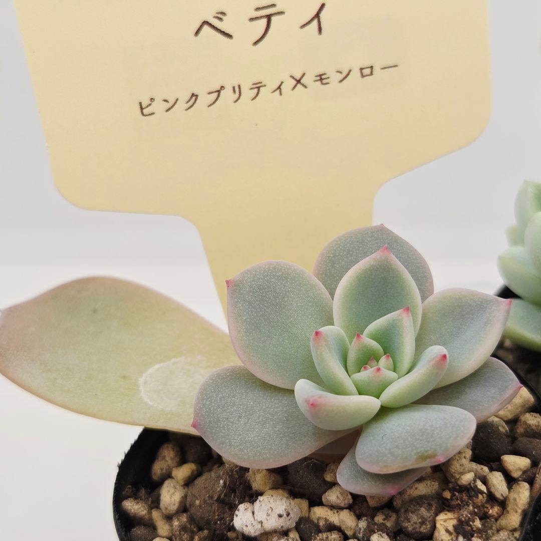 ♡flower♡様➂萌牡丹❣️つらら❣️マカロニ❣️発根済! ネコポス送料込