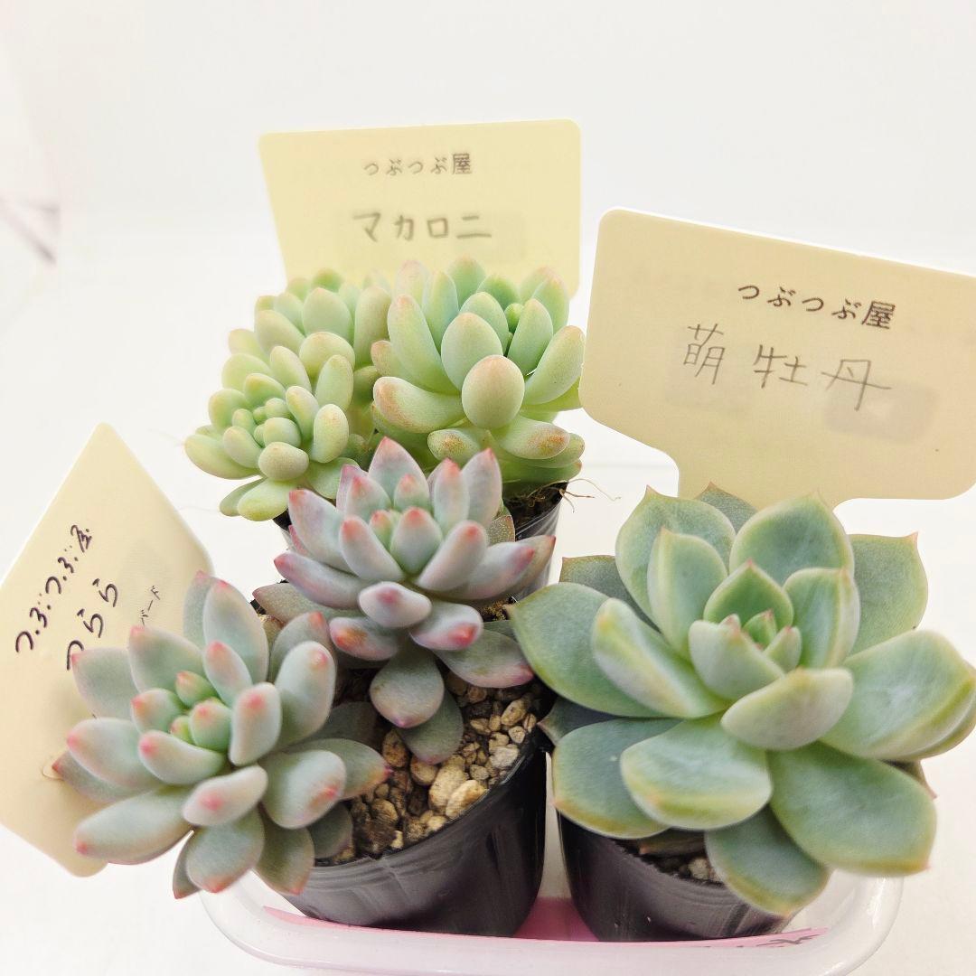 ♡flower♡様➂萌牡丹❣️つらら❣️マカロニ❣️発根済! ネコポス送料込