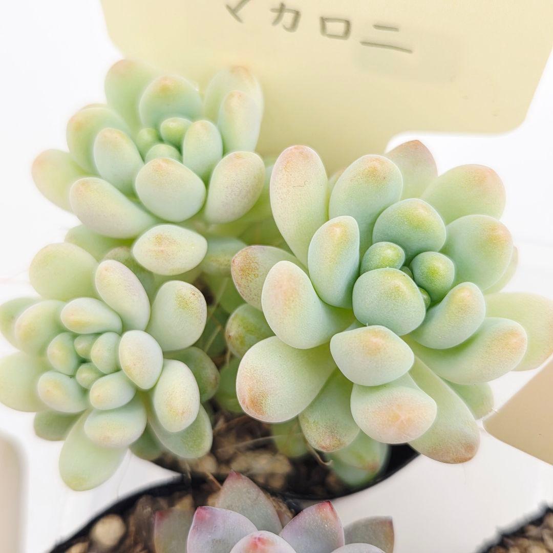 ♡flower♡様➂萌牡丹❣️つらら❣️マカロニ❣️発根済! ネコポス送料込