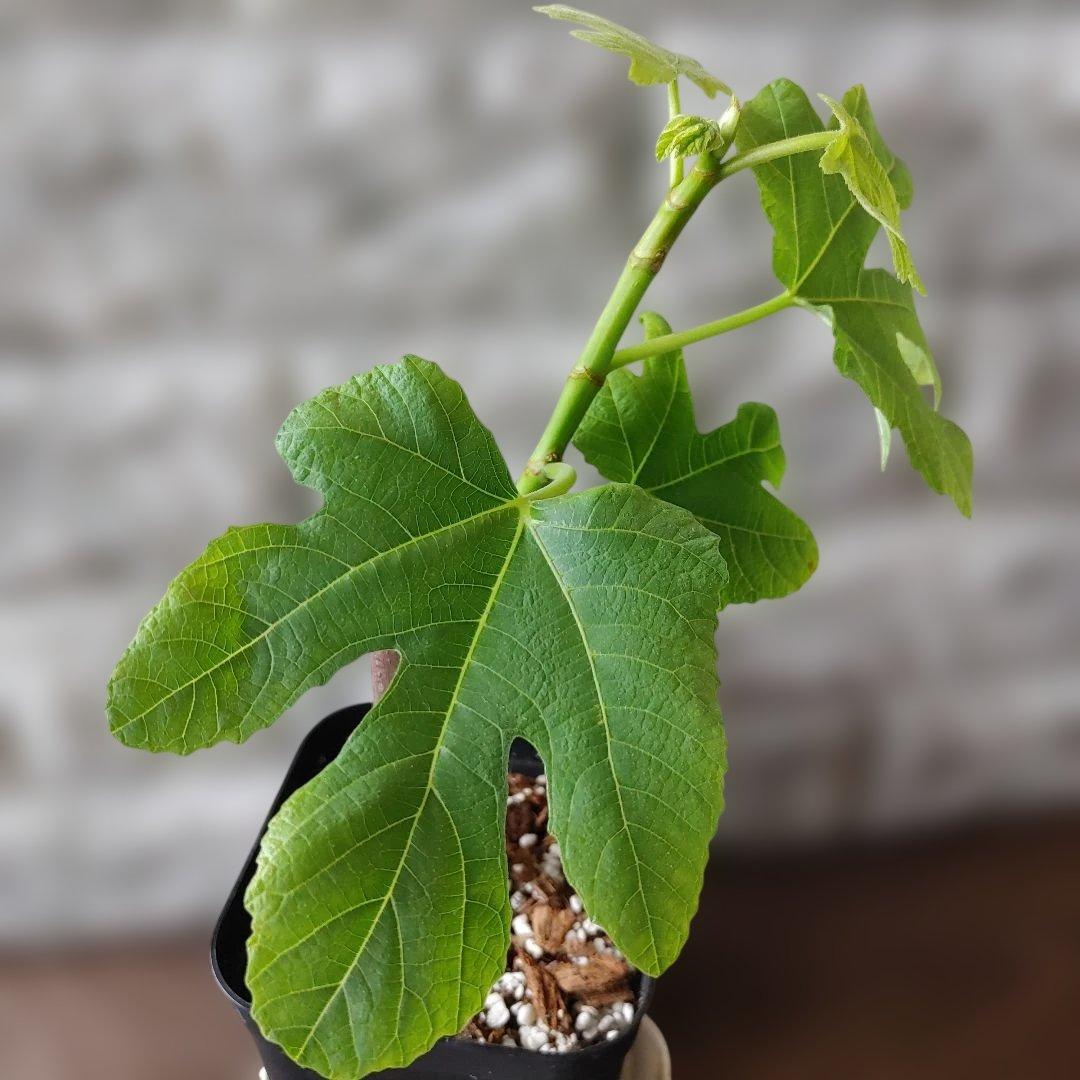 イチジク極太穂木の挿木苗 Crema di Fragola