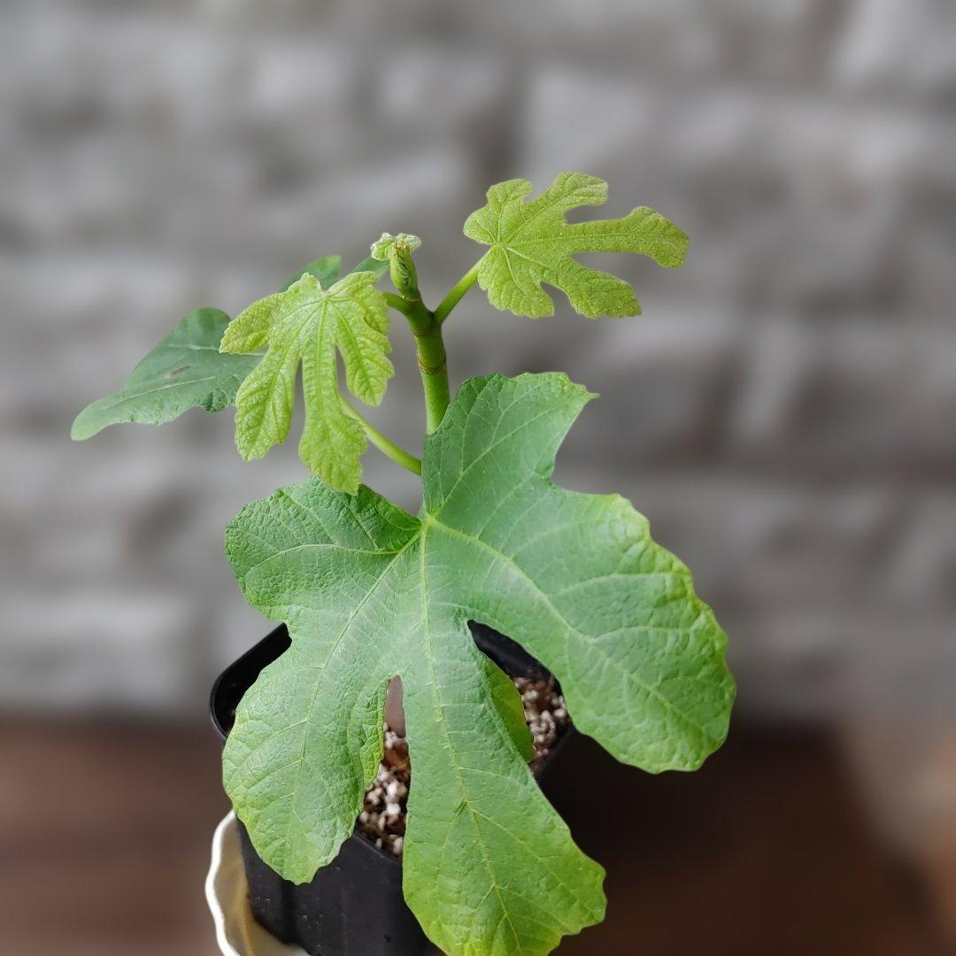 イチジク極太穂木の挿木苗 Crema di Fragola