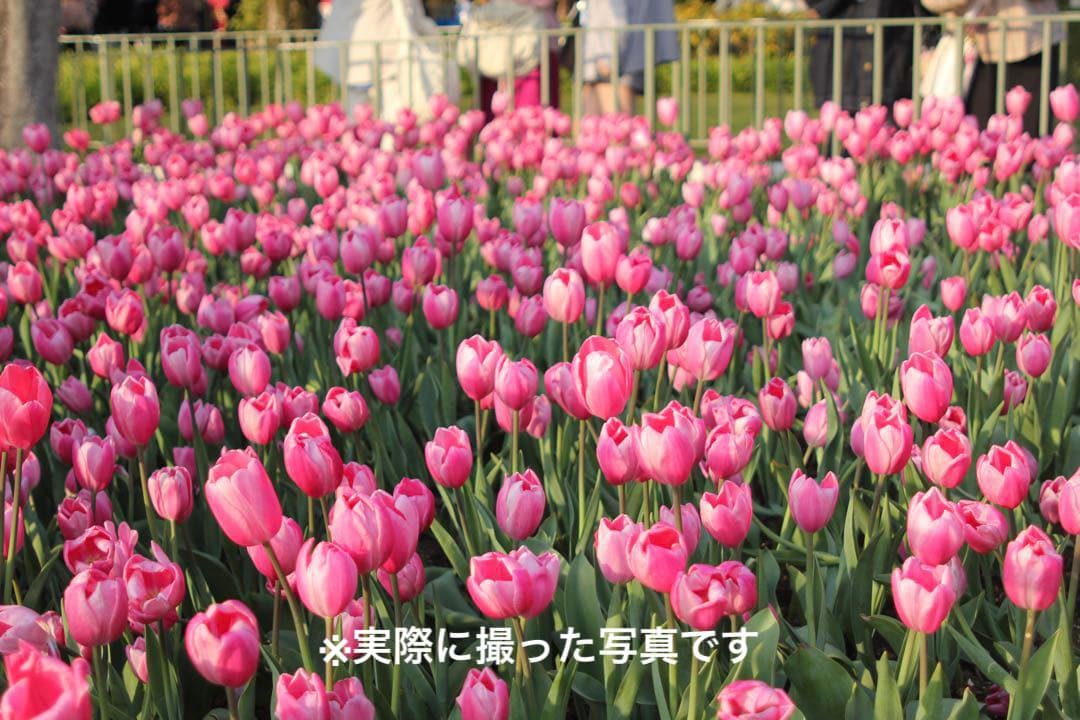 CANON EOS kiss x4 ボディ