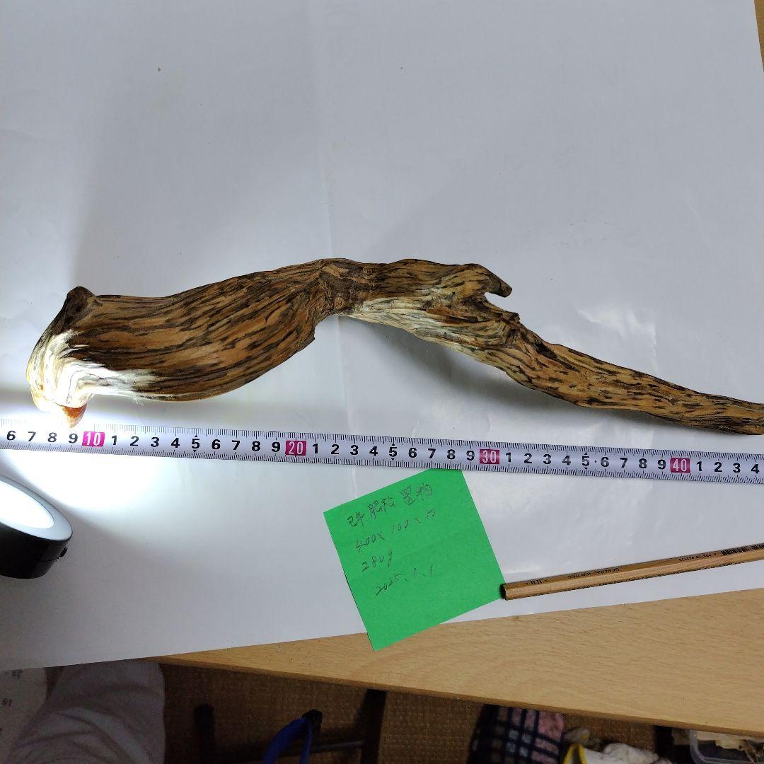 巳年縁起物肥松置物 約40cm