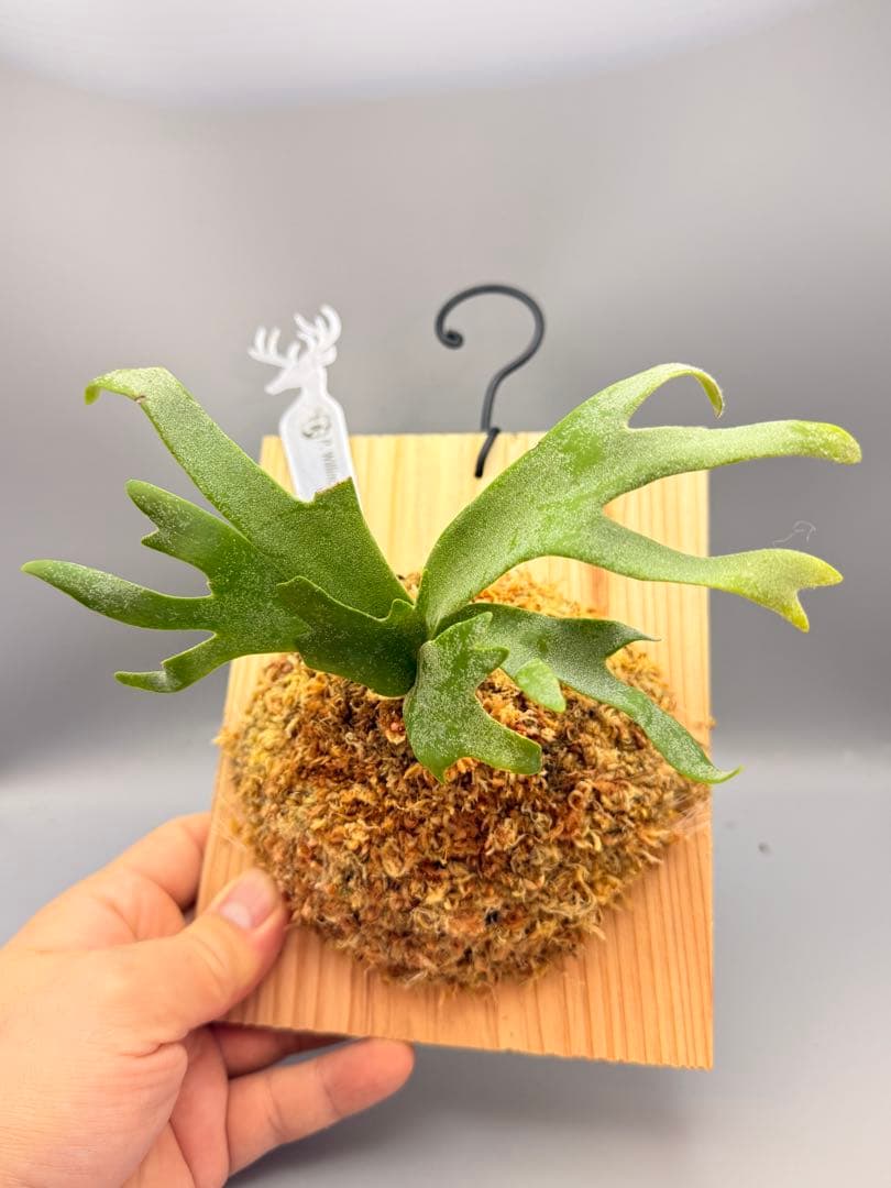 大サイズ　ビカクシダ　P.willinckii 'Bacteria' spore
