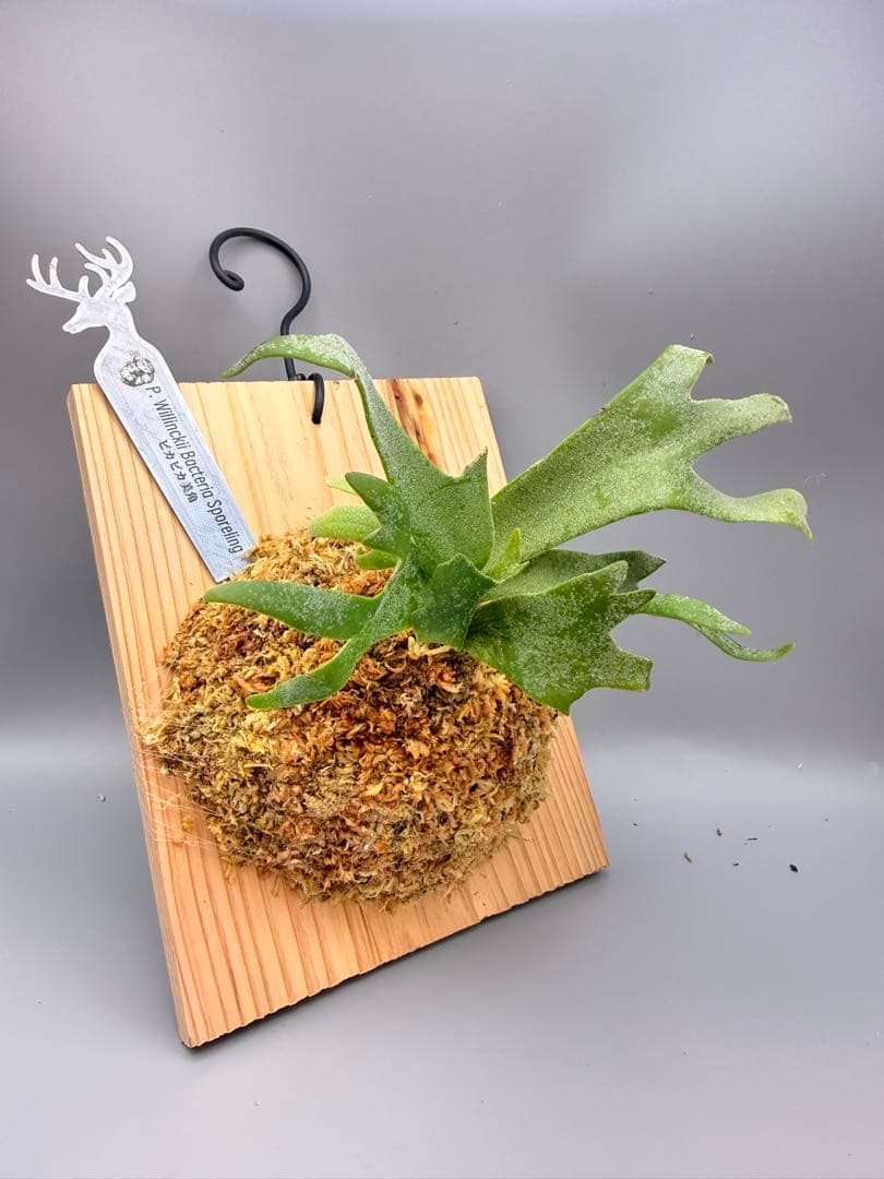 大サイズ　ビカクシダ　P.willinckii 'Bacteria' spore