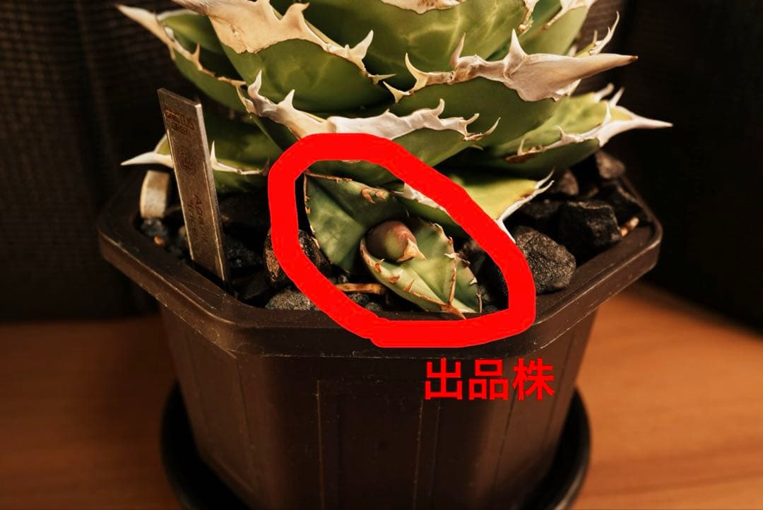 アガベ　チタノタ　オテロイ　トリケラトプス　白犀牛