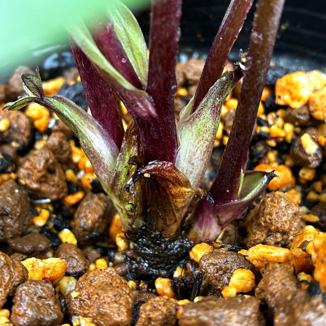 3740☘️タグ付☘️⭐️プチドール⭐️超小輪⭐️ピンク⭐️超コンパクト⭐超多花性⭐️横山園芸