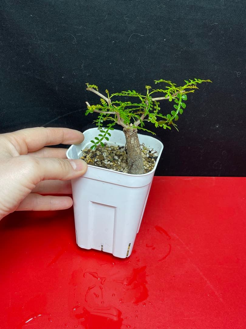 オペルクリカリア　パキプス　根挿し　鉢付き