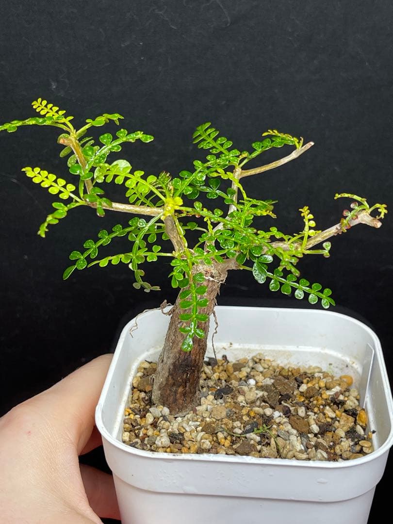 オペルクリカリア　パキプス　根挿し　鉢付き