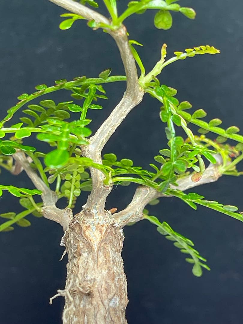 オペルクリカリア　パキプス　根挿し　鉢付き