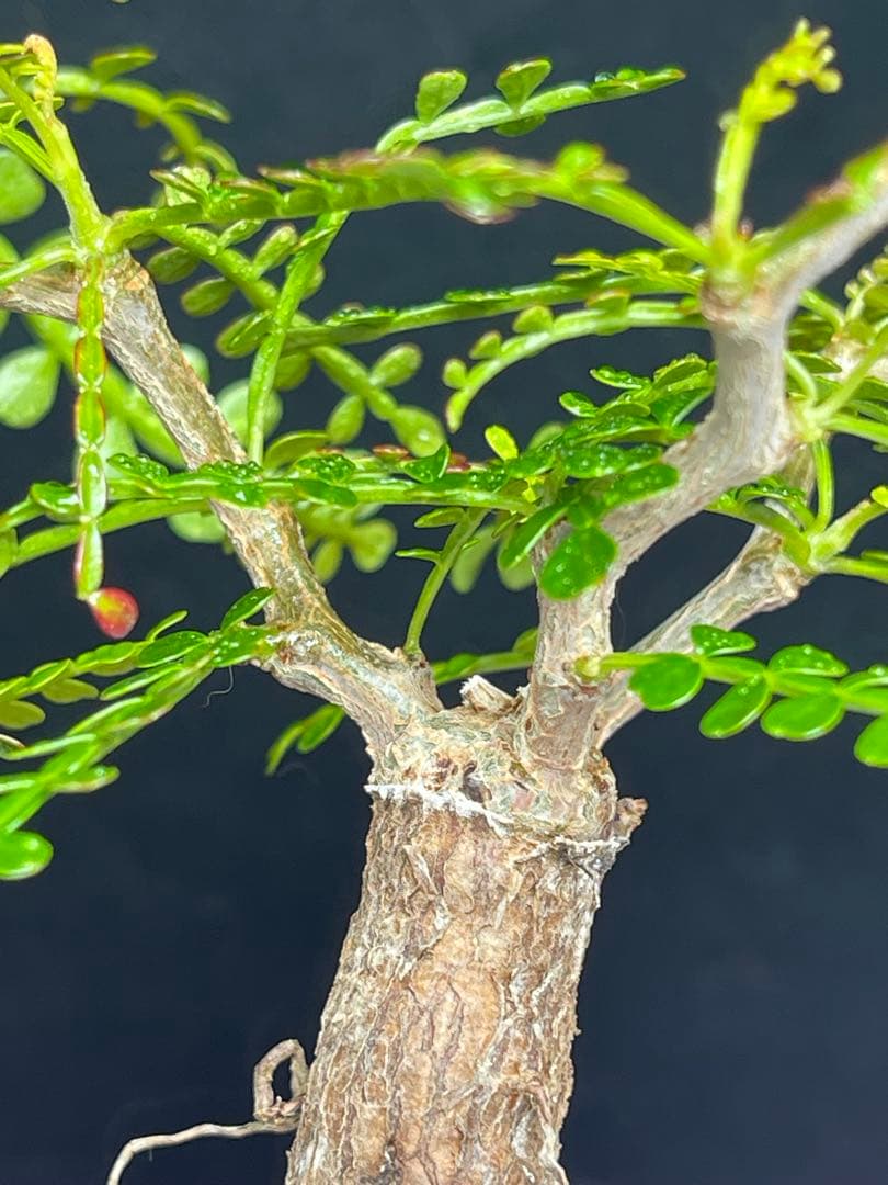 オペルクリカリア　パキプス　根挿し　鉢付き