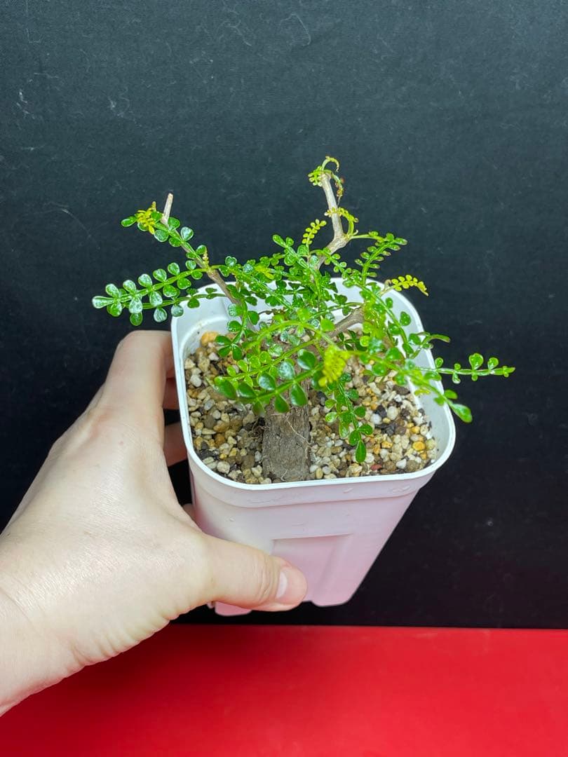 オペルクリカリア　パキプス　根挿し　鉢付き