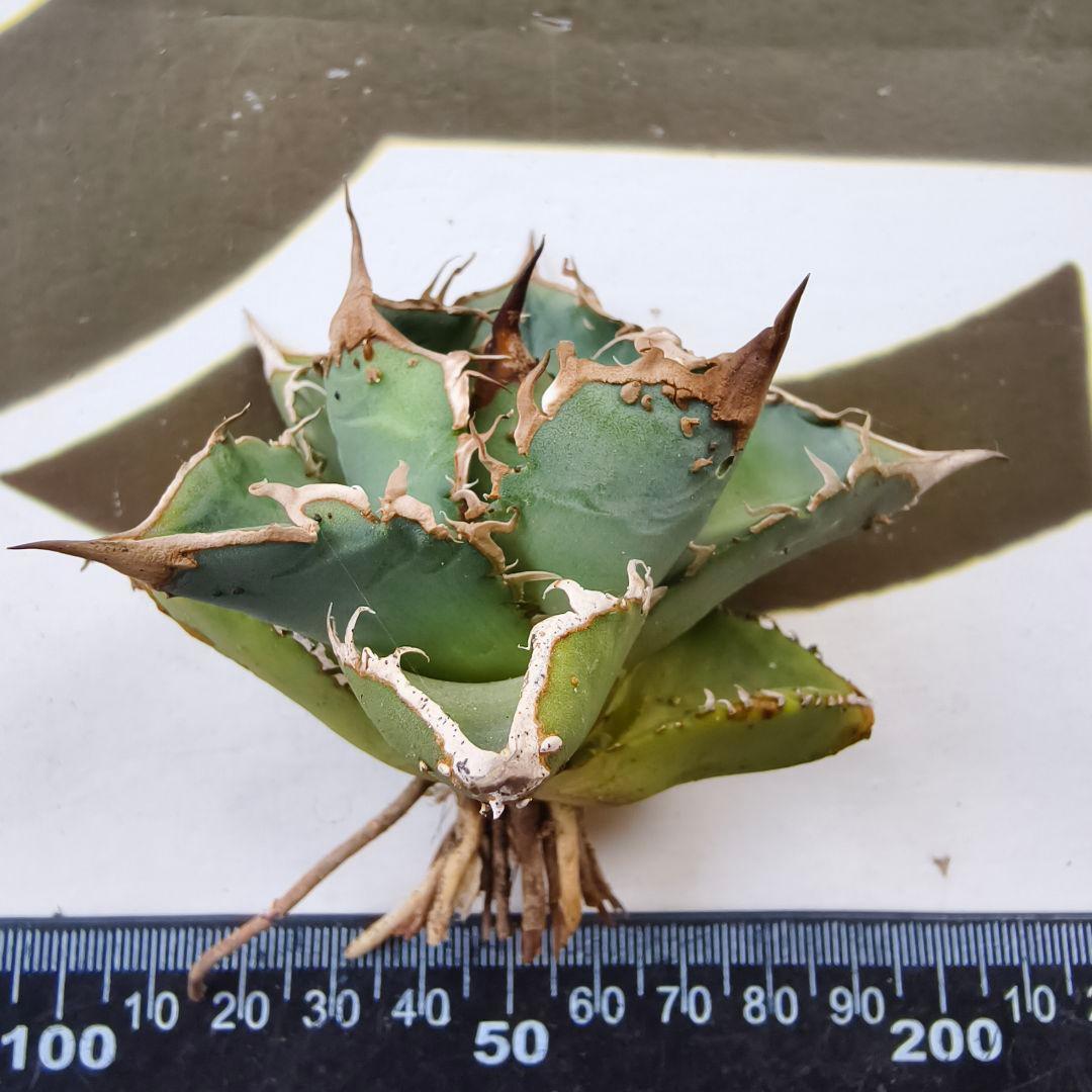 742 【上澳園芸】 アガベ チタノタ shangao-001蝦蟇 良質子株