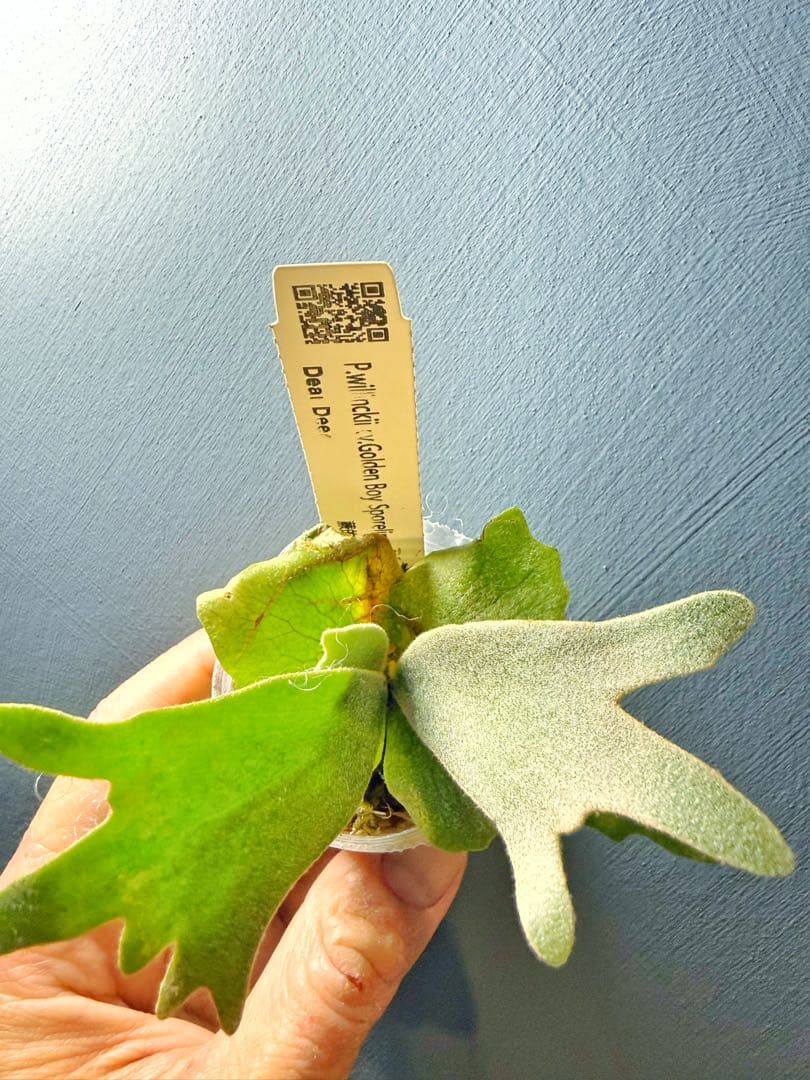 ビカクシダ P.willinckii 'Golden boy' spore #2