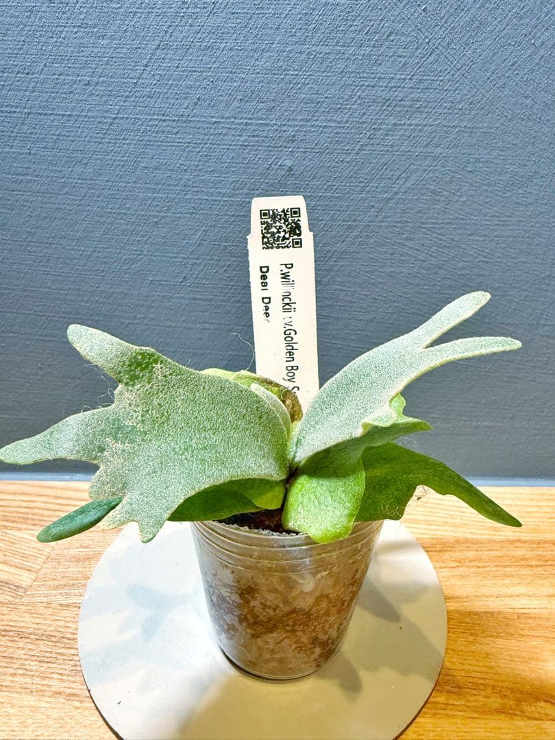 ビカクシダ P.willinckii 'Golden boy' spore #2