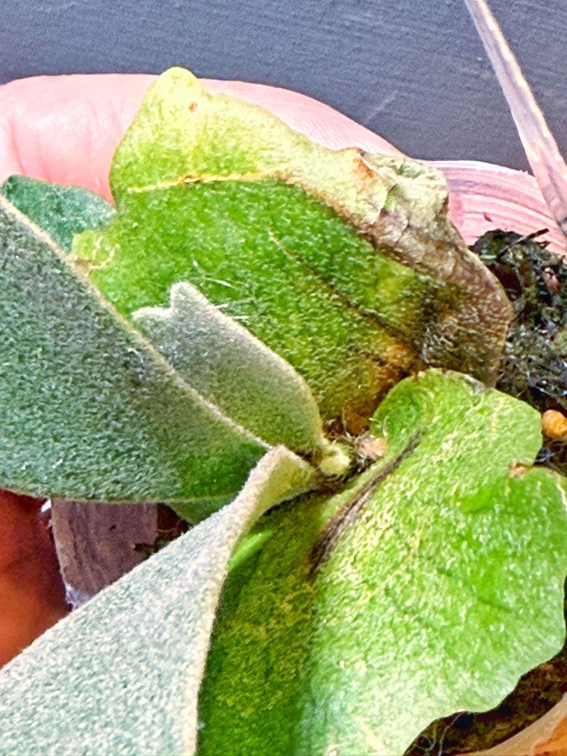 ビカクシダ P.willinckii 'Golden boy' spore #2