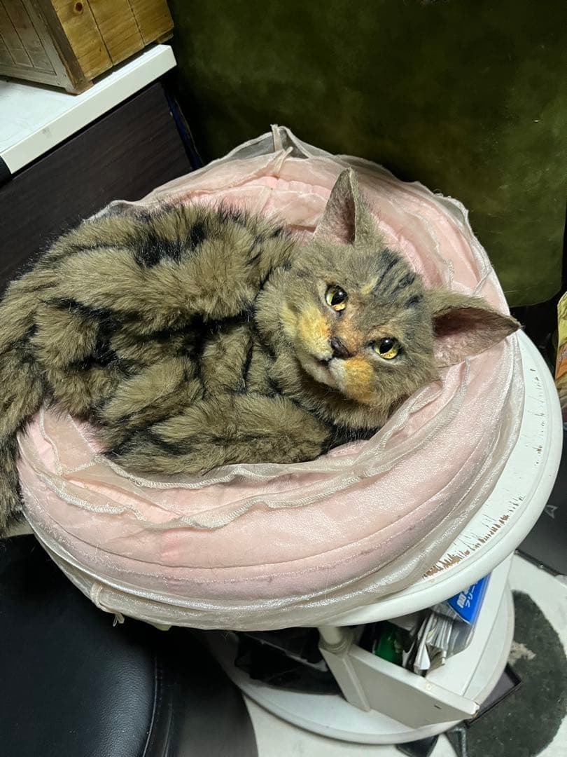 猫 キジトラ ぬいぐるみ マンチカン