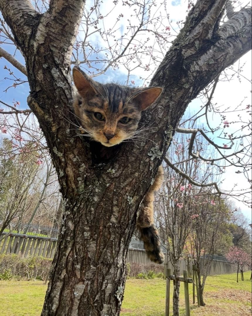 猫 キジトラ ぬいぐるみ マンチカン