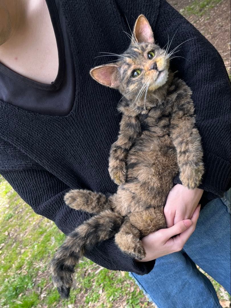 猫 キジトラ ぬいぐるみ マンチカン