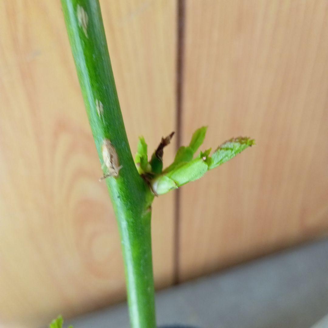 ちょ