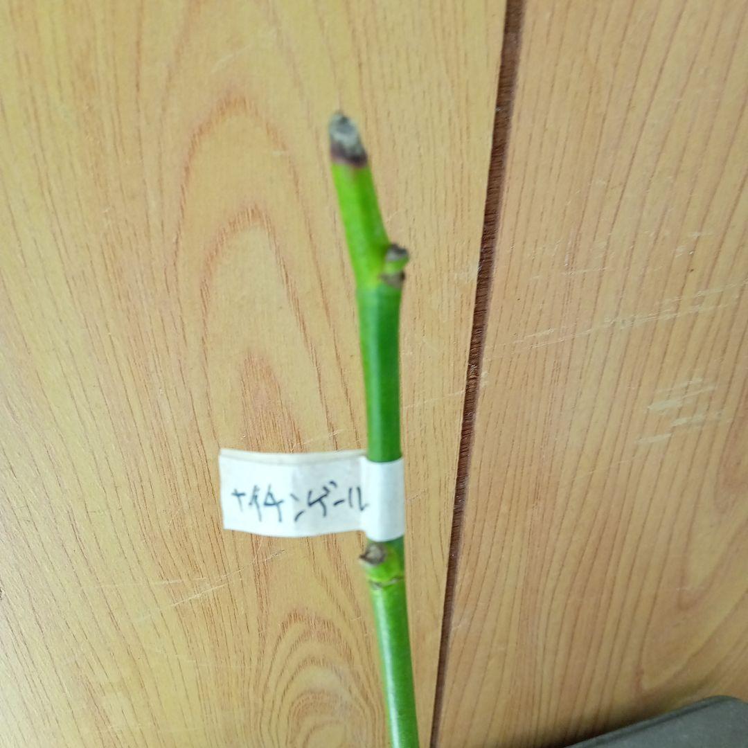 ちょ