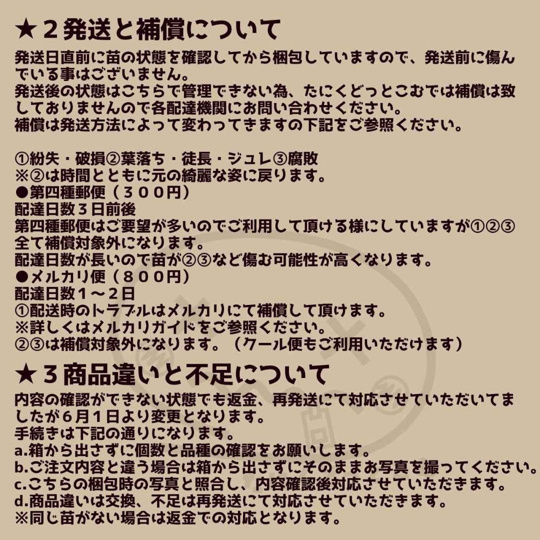 メリディアン◎多肉植物 カット苗 輸入苗 エケベリア等