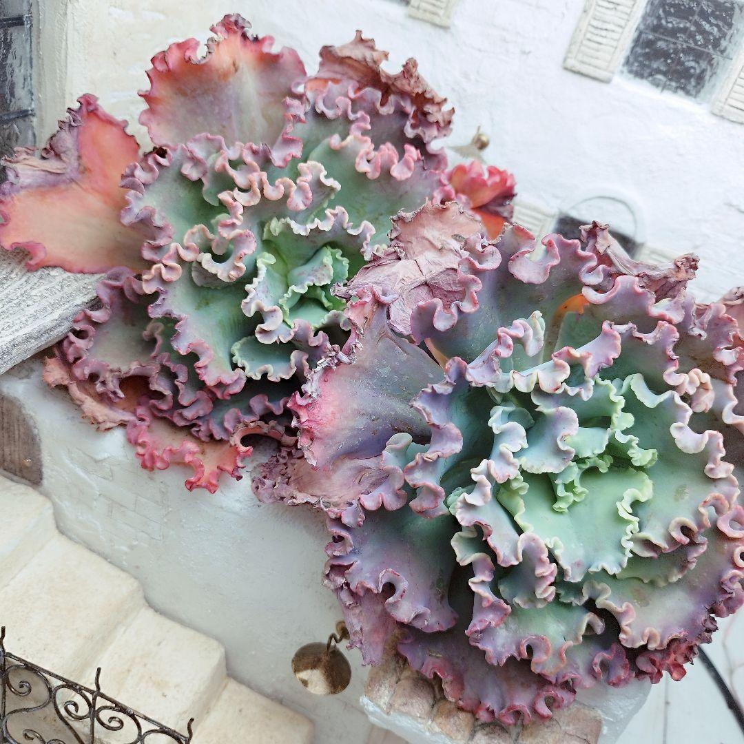 メリディアン◎多肉植物 カット苗 輸入苗 エケベリア等