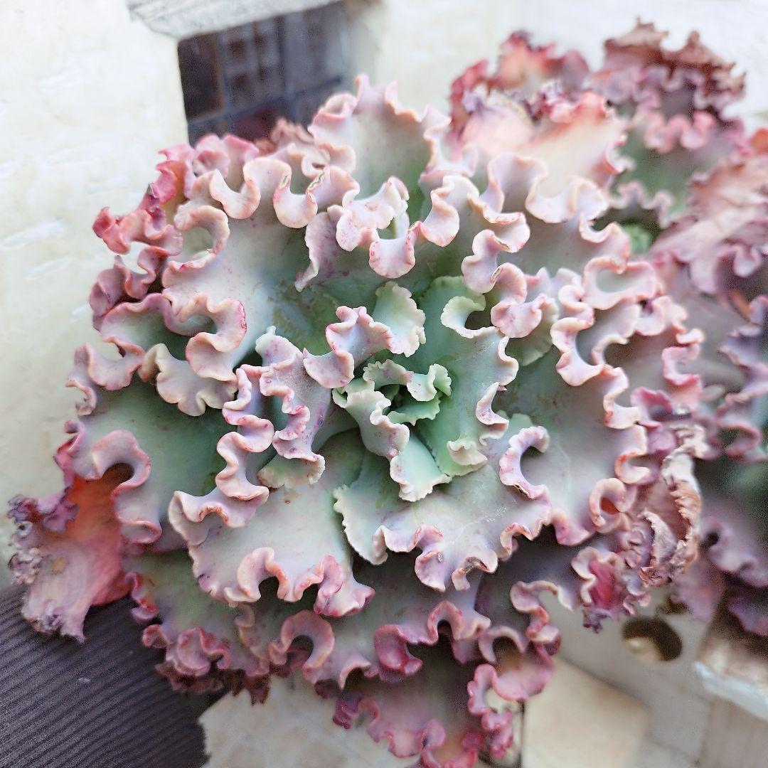メリディアン◎多肉植物 カット苗 輸入苗 エケベリア等