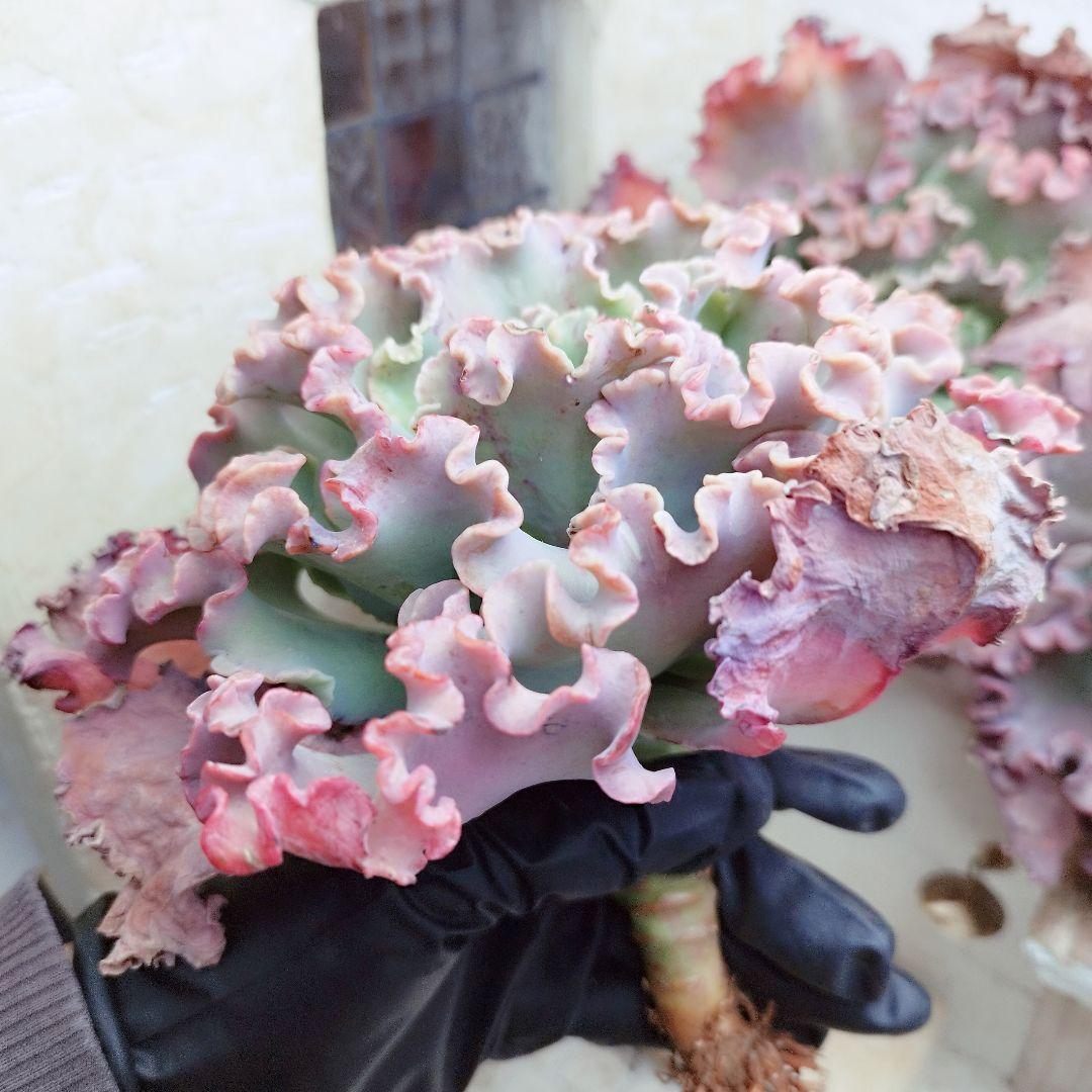メリディアン◎多肉植物 カット苗 輸入苗 エケベリア等