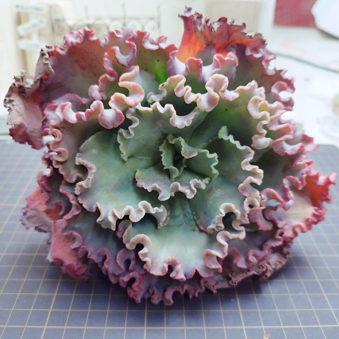 メリディアン◎多肉植物 カット苗 輸入苗 エケベリア等