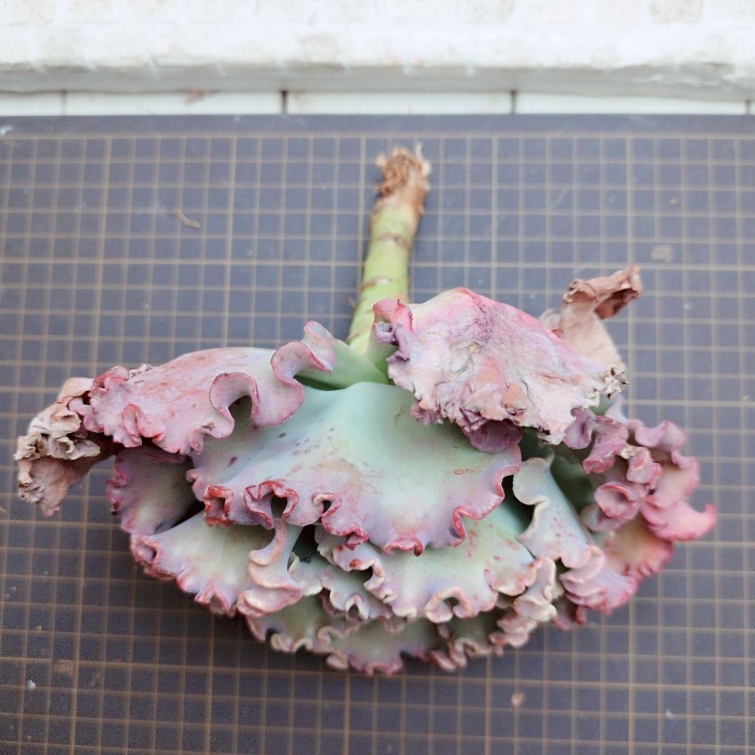 メリディアン◎多肉植物 カット苗 輸入苗 エケベリア等