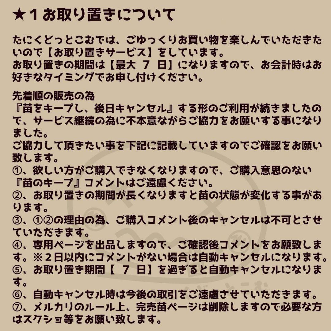 メリディアン◎多肉植物 カット苗 輸入苗 エケベリア等