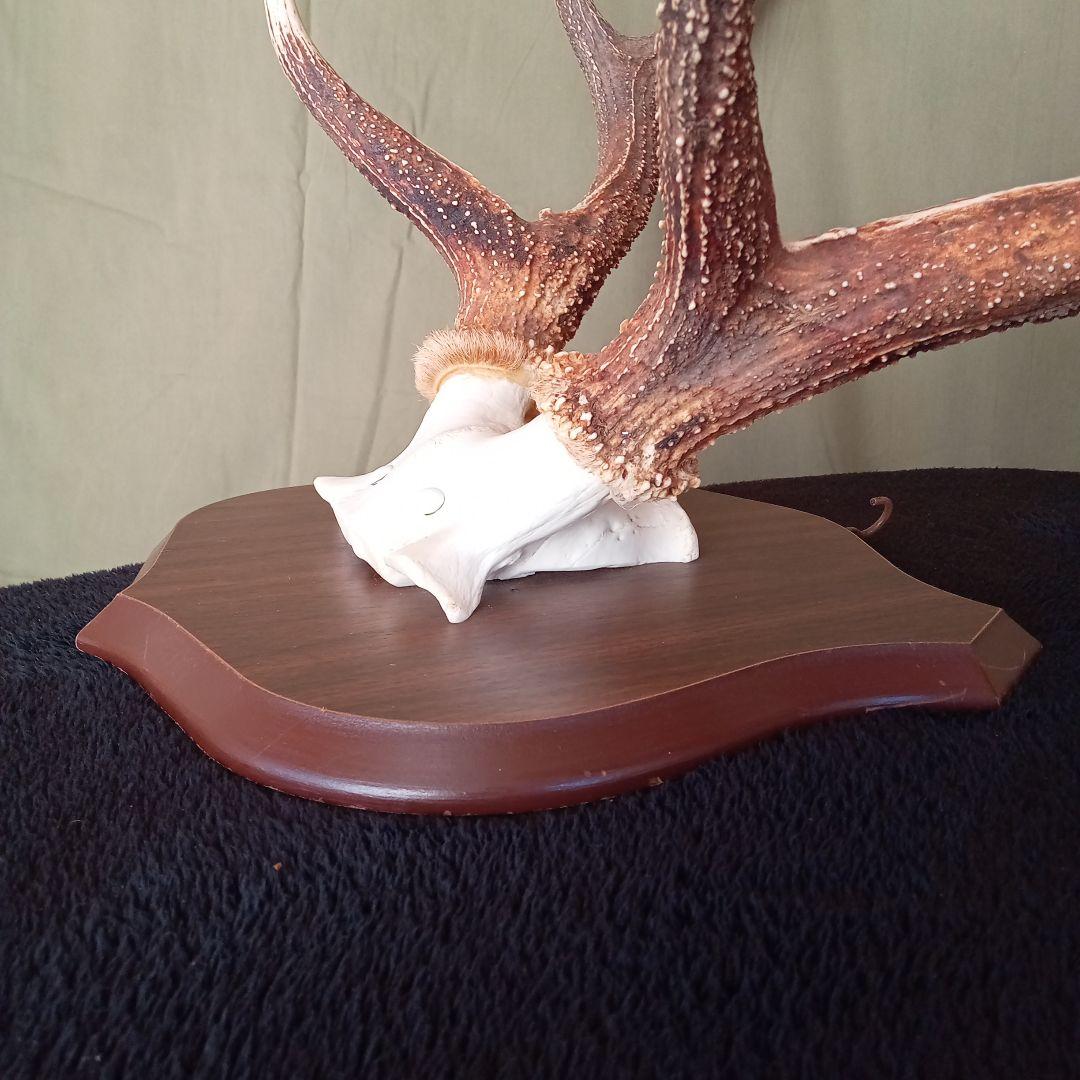 鹿角　オブジェ　C