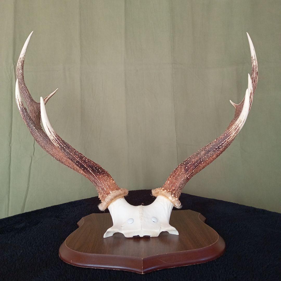 鹿角　オブジェ　C