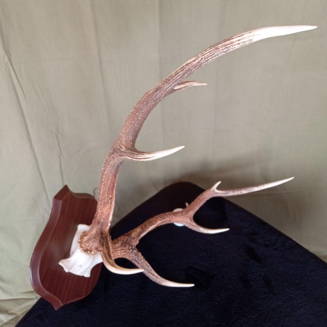 鹿角　オブジェ　C