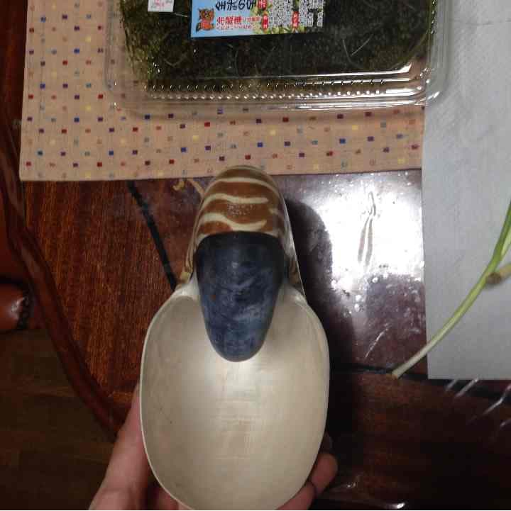 オウムガイ 貝殻