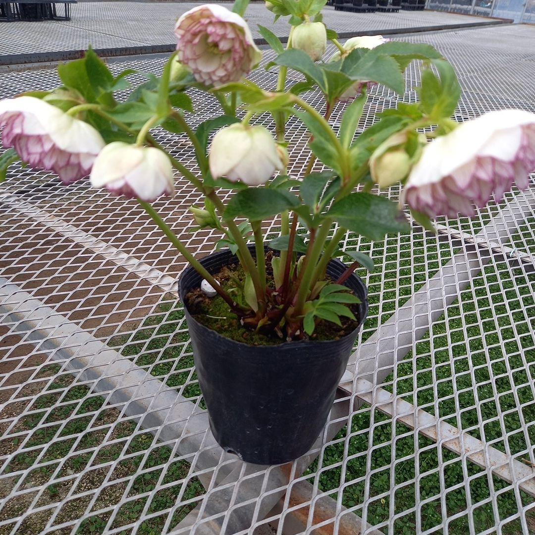 専用、可愛いピコティ変わり咲き⭐クリスマスローズ、大苗、開花株