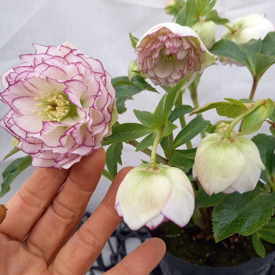 専用、可愛いピコティ変わり咲き⭐クリスマスローズ、大苗、開花株
