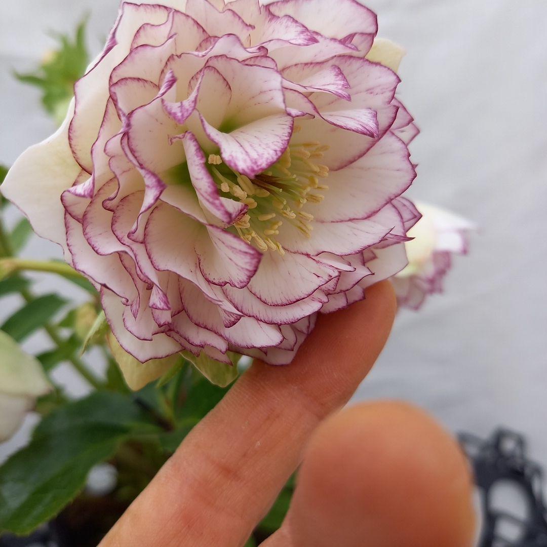 専用、可愛いピコティ変わり咲き⭐クリスマスローズ、大苗、開花株