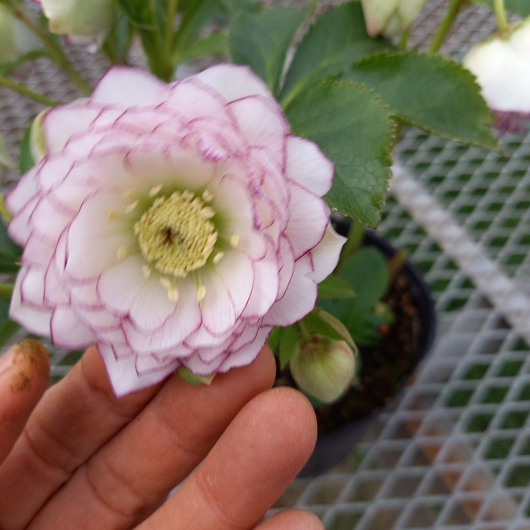 専用、可愛いピコティ変わり咲き⭐クリスマスローズ、大苗、開花株