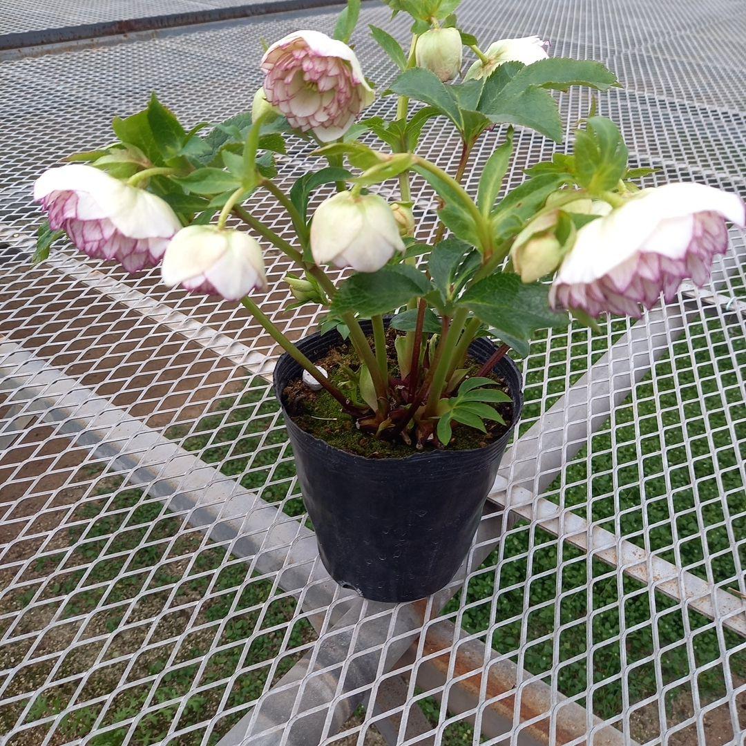 専用、可愛いピコティ変わり咲き⭐クリスマスローズ、大苗、開花株