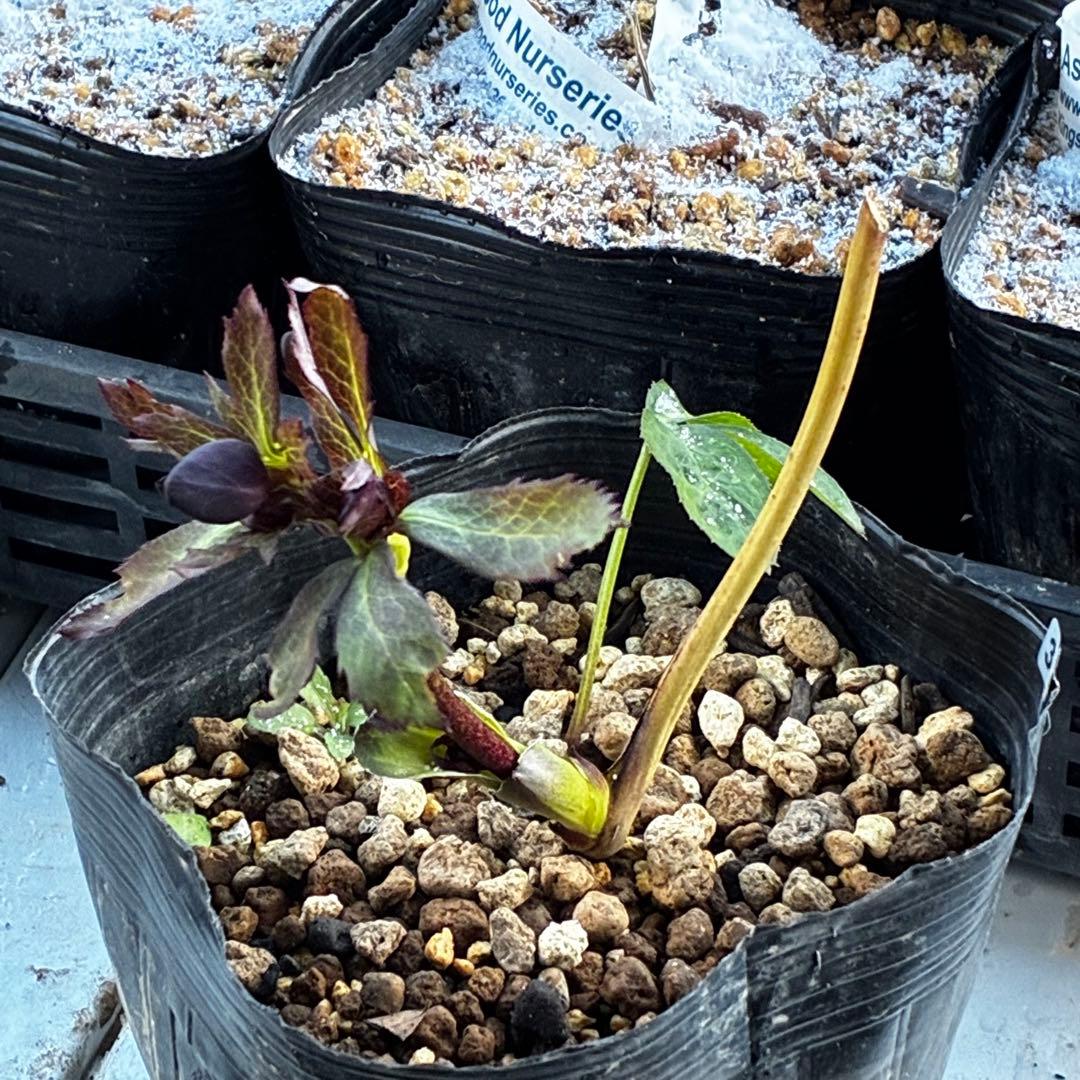 ｍ*a様 3583☘️蕾花付き☘️⭐️真黒⭐️小輪⭐️超多弁⭐️広瀬園芸⭐️