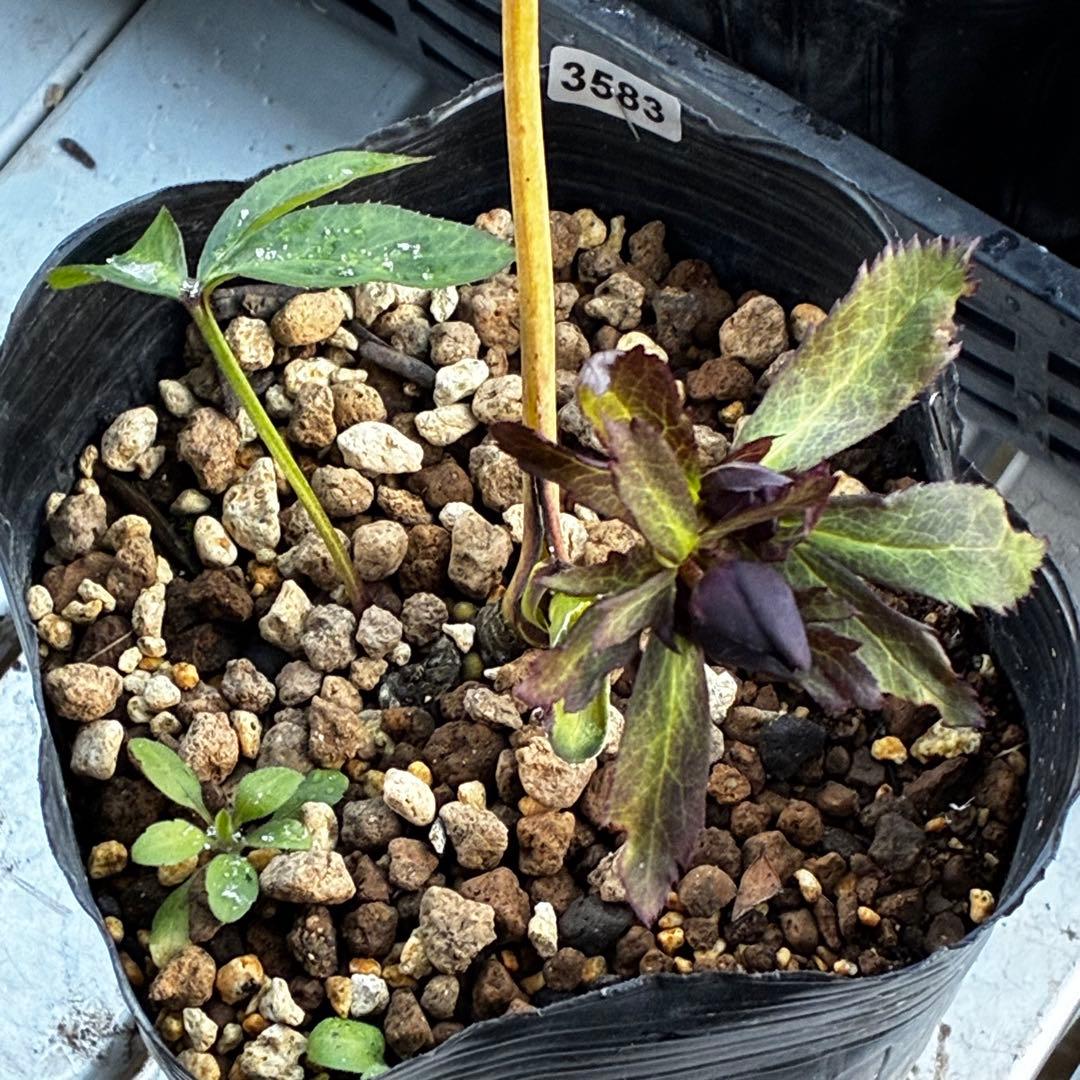 ｍ*a様 3583☘️蕾花付き☘️⭐️真黒⭐️小輪⭐️超多弁⭐️広瀬園芸⭐️