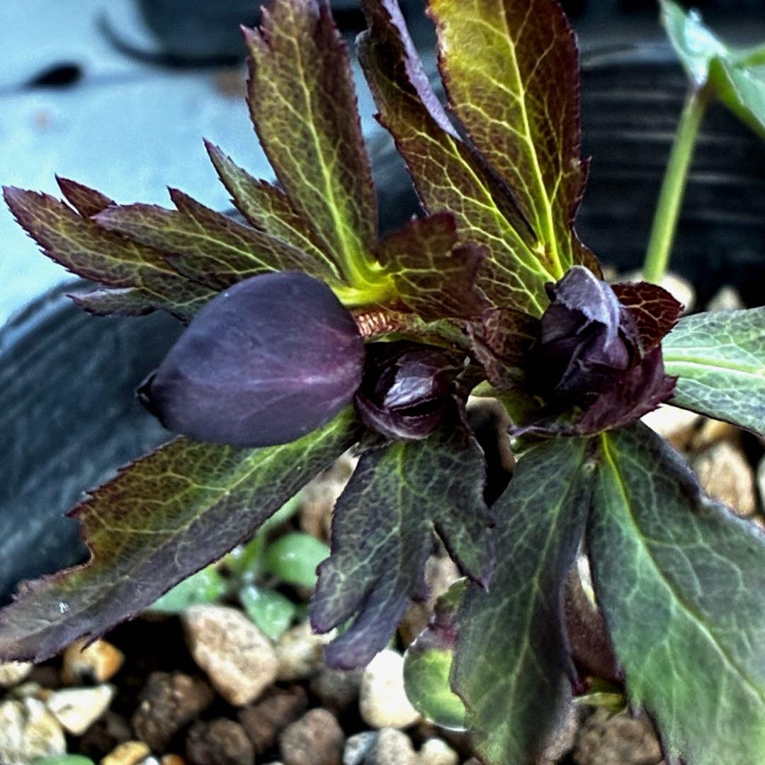 ｍ*a様 3583☘️蕾花付き☘️⭐️真黒⭐️小輪⭐️超多弁⭐️広瀬園芸⭐️