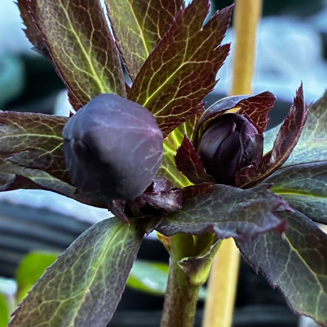 ｍ*a様 3583☘️蕾花付き☘️⭐️真黒⭐️小輪⭐️超多弁⭐️広瀬園芸⭐️
