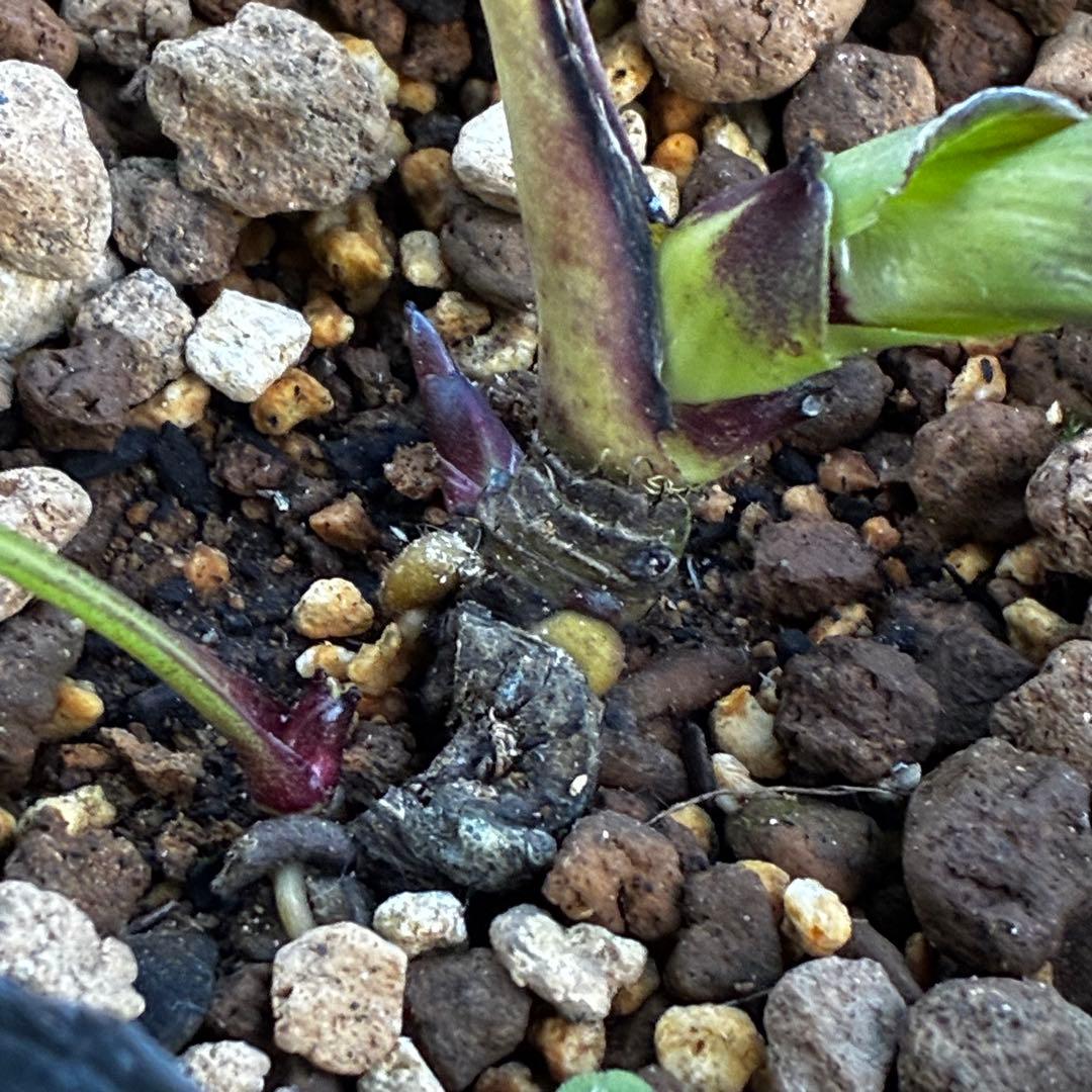 ｍ*a様 3583☘️蕾花付き☘️⭐️真黒⭐️小輪⭐️超多弁⭐️広瀬園芸⭐️