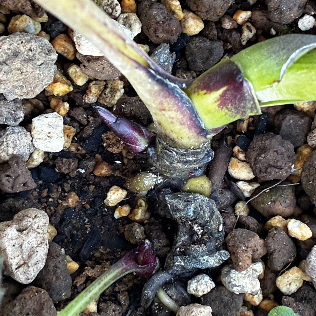 ｍ*a様 3583☘️蕾花付き☘️⭐️真黒⭐️小輪⭐️超多弁⭐️広瀬園芸⭐️