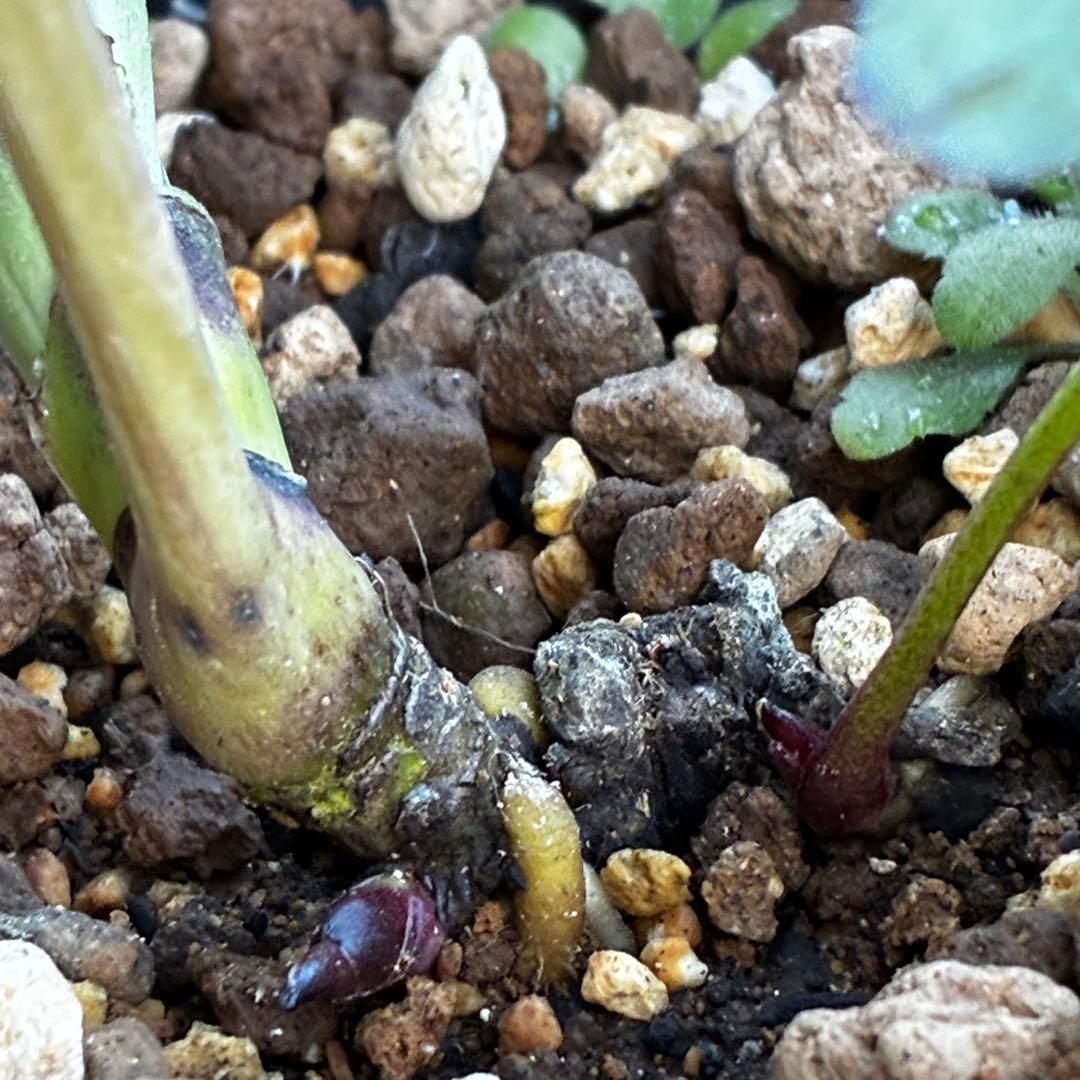 ｍ*a様 3583☘️蕾花付き☘️⭐️真黒⭐️小輪⭐️超多弁⭐️広瀬園芸⭐️