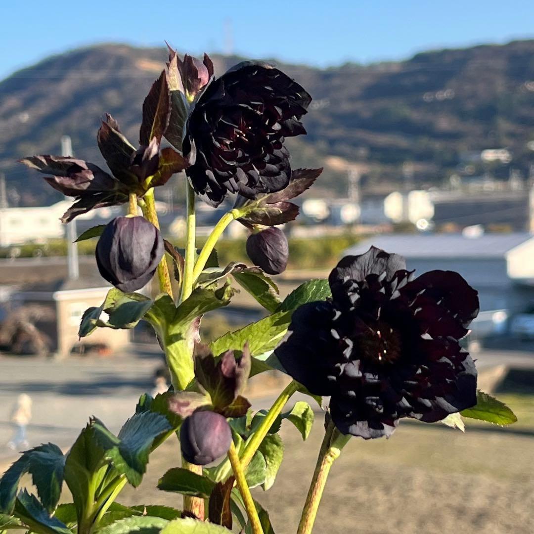 ｍ*a様 3583☘️蕾花付き☘️⭐️真黒⭐️小輪⭐️超多弁⭐️広瀬園芸⭐️